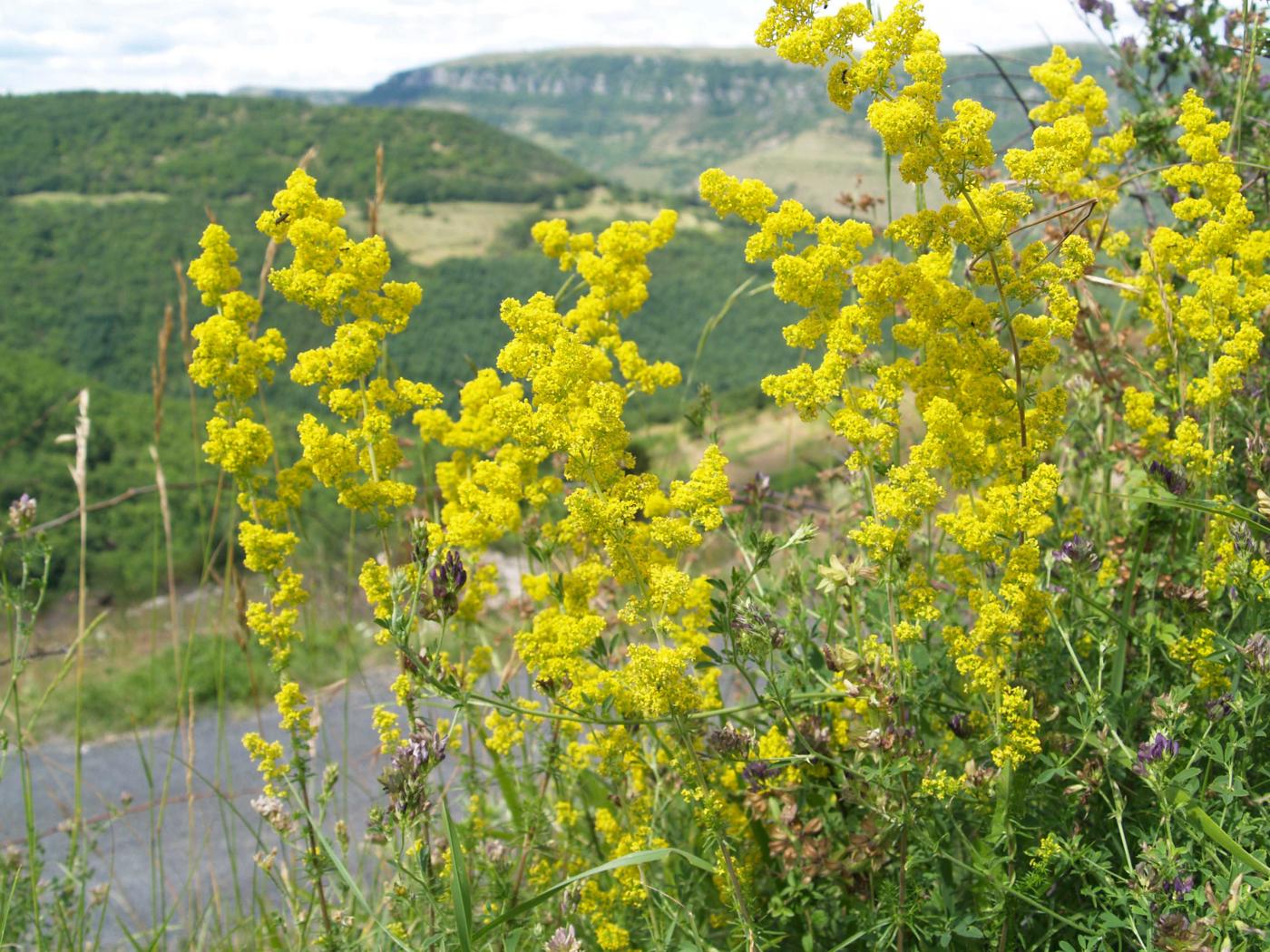 Bedstraw, Lady's plant